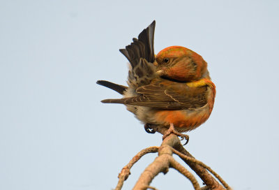 Red Crossbill - Lille Korsnb