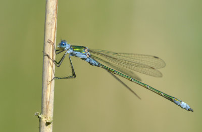 g9/75/583275/3/156767887.CD4bRRh5.jpg