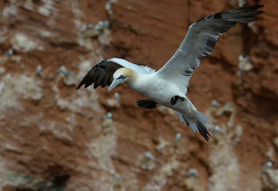 Helgoland - Heligoland