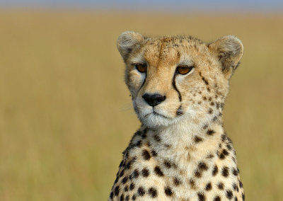  Kenya Wildlife