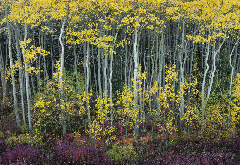 Fall forest-7796.jpg