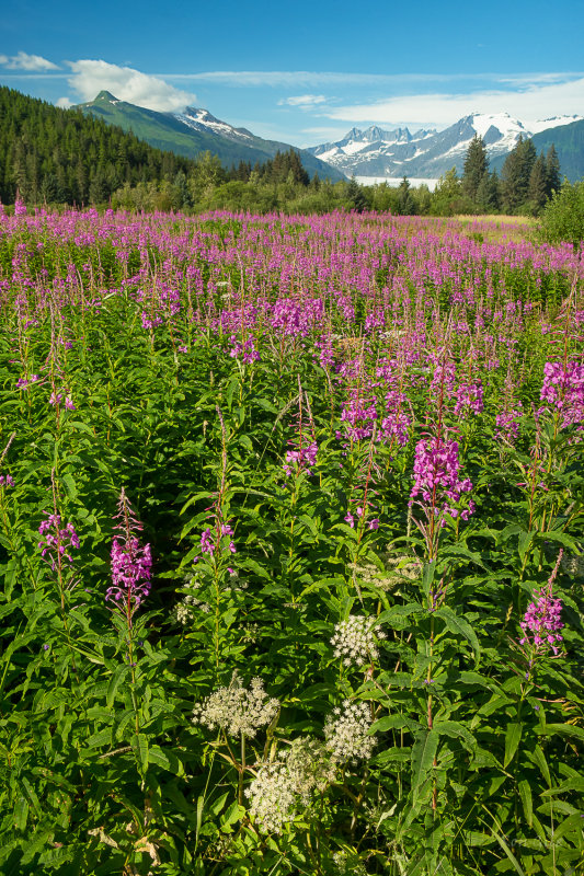 field of dreams-.jpg