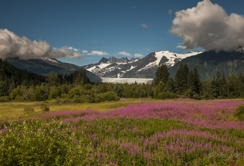 Field of fire-5306.jpg