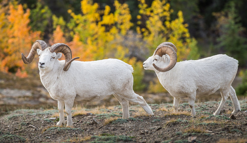 Kluane rams in the fall colors-4728.jpg
