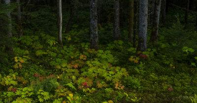Fall colors in a devils den-6941.jpg