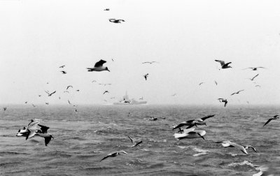 Hungry Birds Over the Marmara Sea.jpg