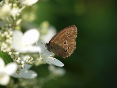 Vlinders, insecten