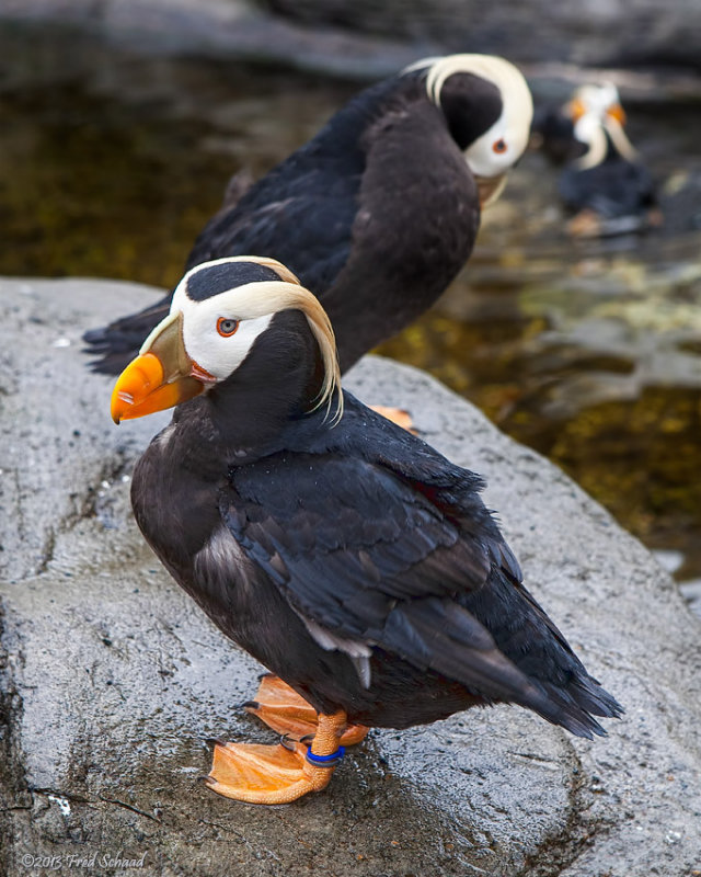 Tufted Puffins