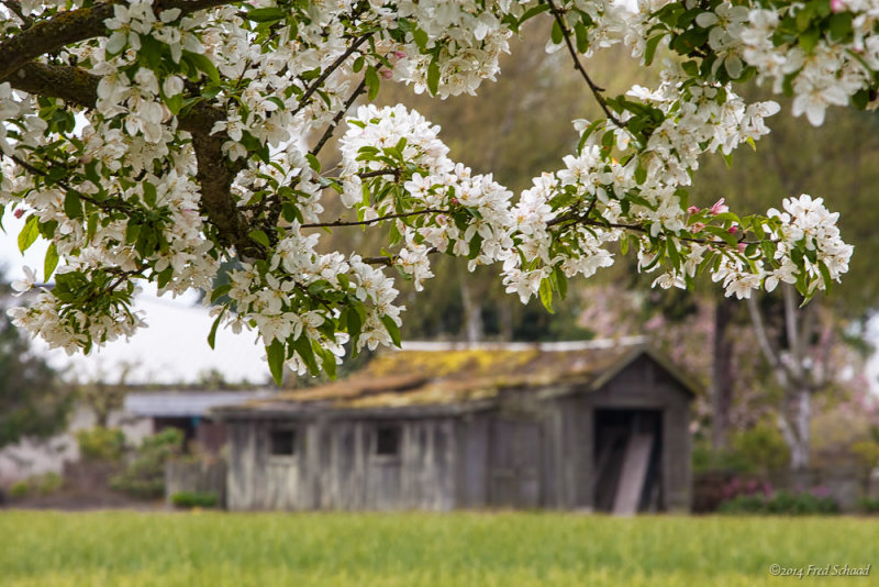 Early Blossums