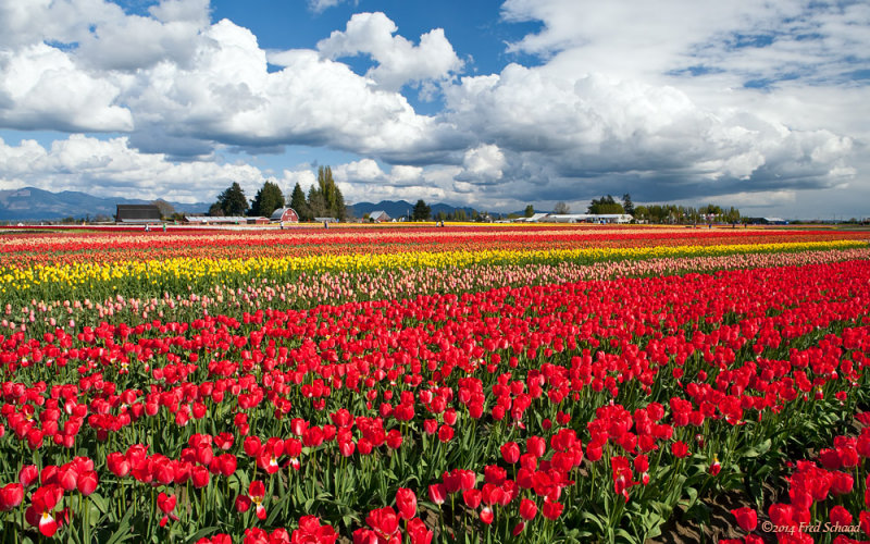 Tulips Galore!