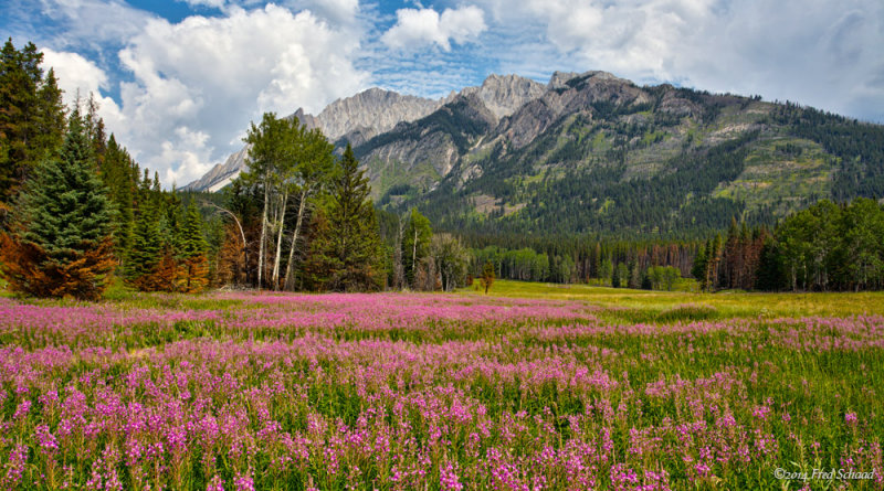 A Field of Fireweed