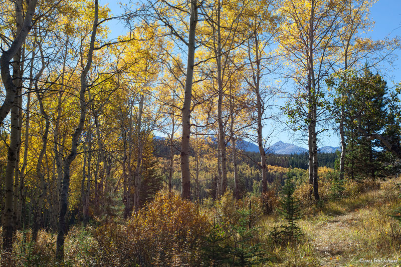 Autumn in the Park