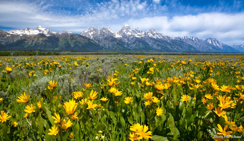 Wildflowers in Bloom