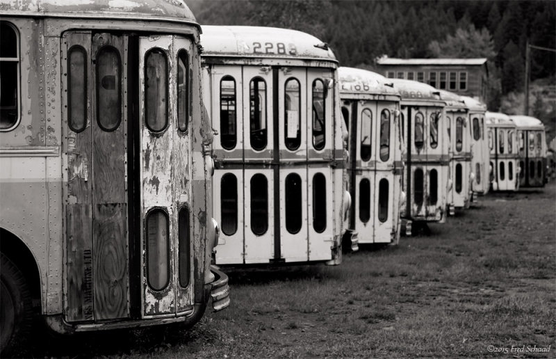 Transit Bus Graveyard