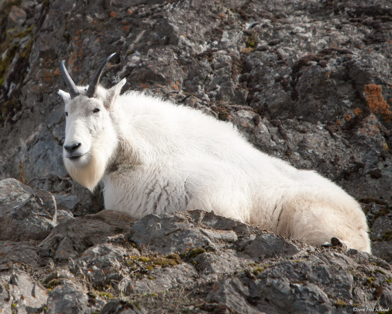 Mountain Goat II
