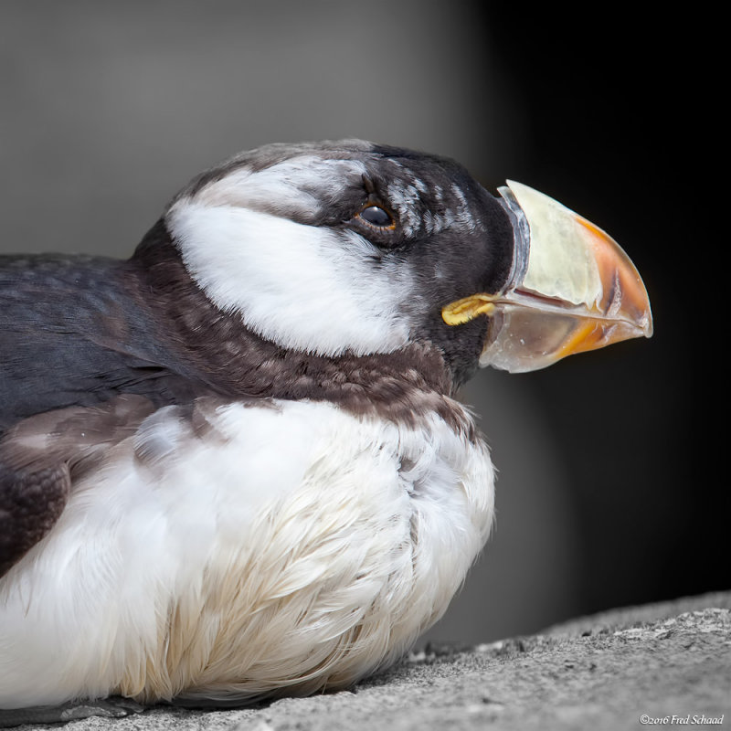 Molting Puffin