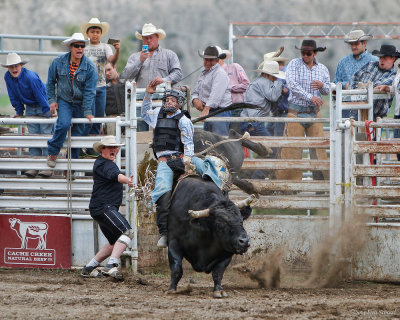 Bull Rider II