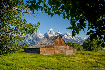 Early Summer at Mormon Row