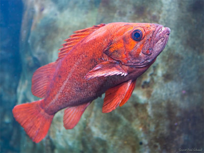 Oregon Coast Aquarium II