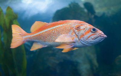 Oregon Coast Aquarium III