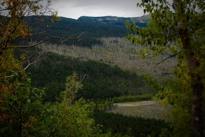 Forest Fire Damage