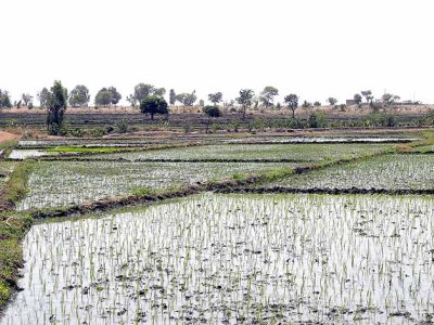 Paddy fields, Boulgou Province, Burkina Faso, provided with water from the Balgré dam.