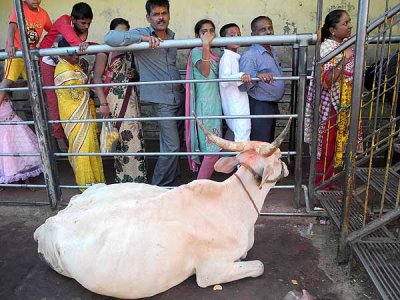 Devotees and holy cow at Yellamma temple at Saundatti, Karnataka, India