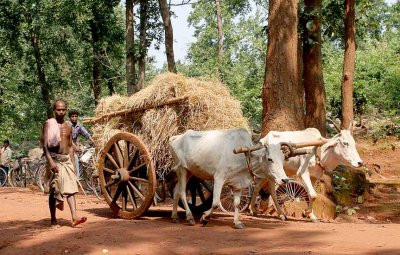 Paudi Bhuyan with ox cart