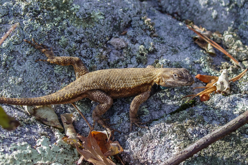 eastern fence lizard