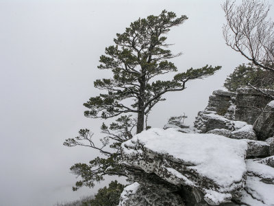 old pine in the snow