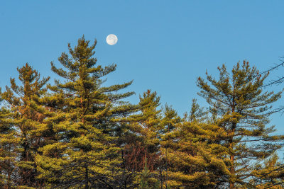 pine tree moon