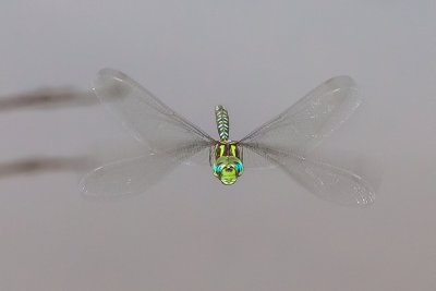 canada darner