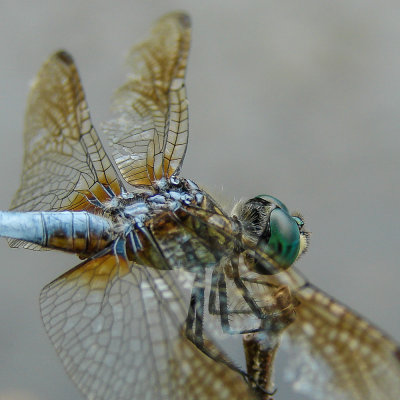 blue dasher