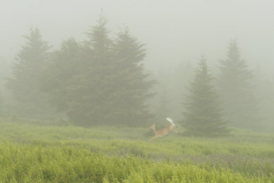whitetail on a foggy morning
