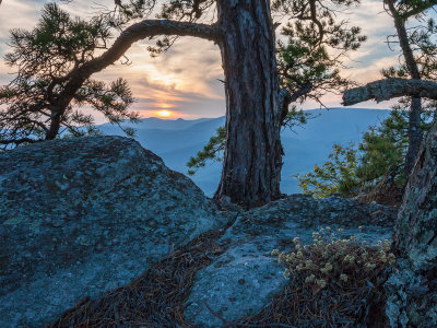 old pine sunset