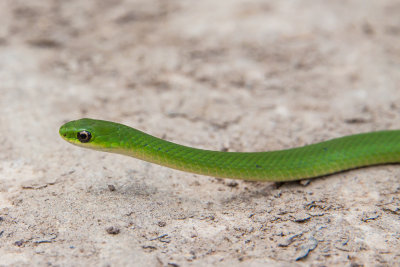 smooth green snake