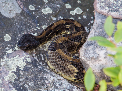 timber rattlesnake