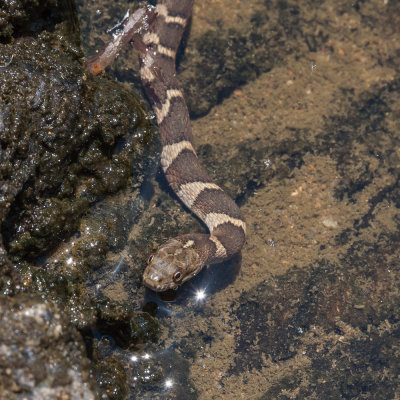 northern water snake-juvenile