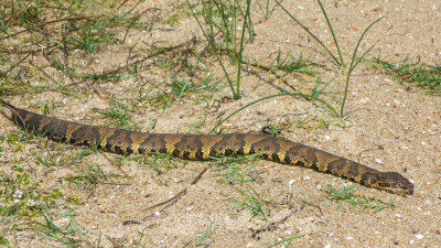 eastern cottonmouth