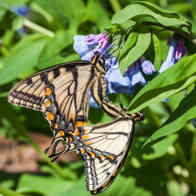 eastern tiger swallowtails