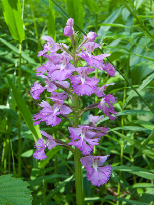 purple-fringed orchids