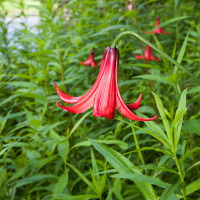 canada lilies