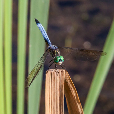 blue dasher