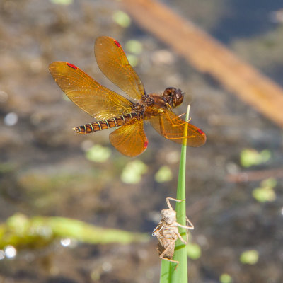 eastern amberwing