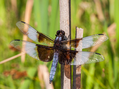 widow skimmer