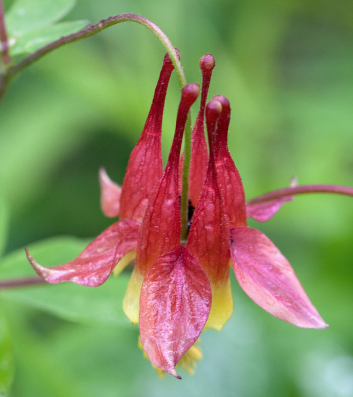 Columbine