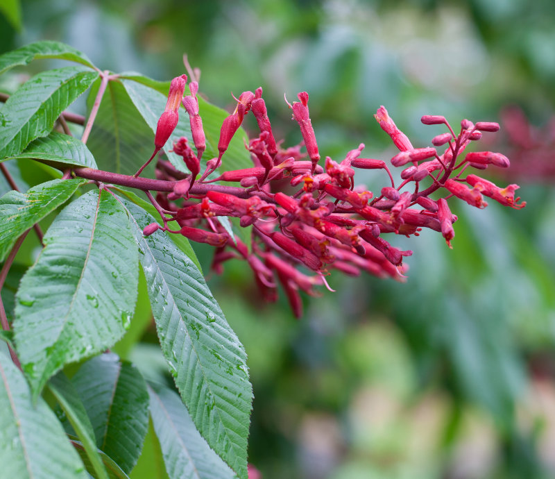 Red Buckeye