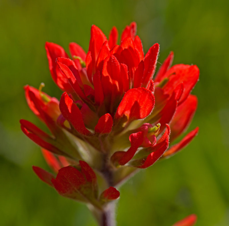 Indian Paintbrush