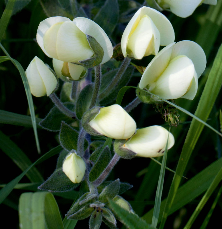 White Wild Indigo