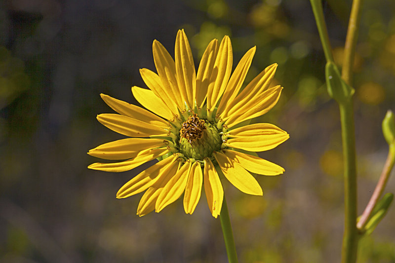 Jerusalem Artichoke